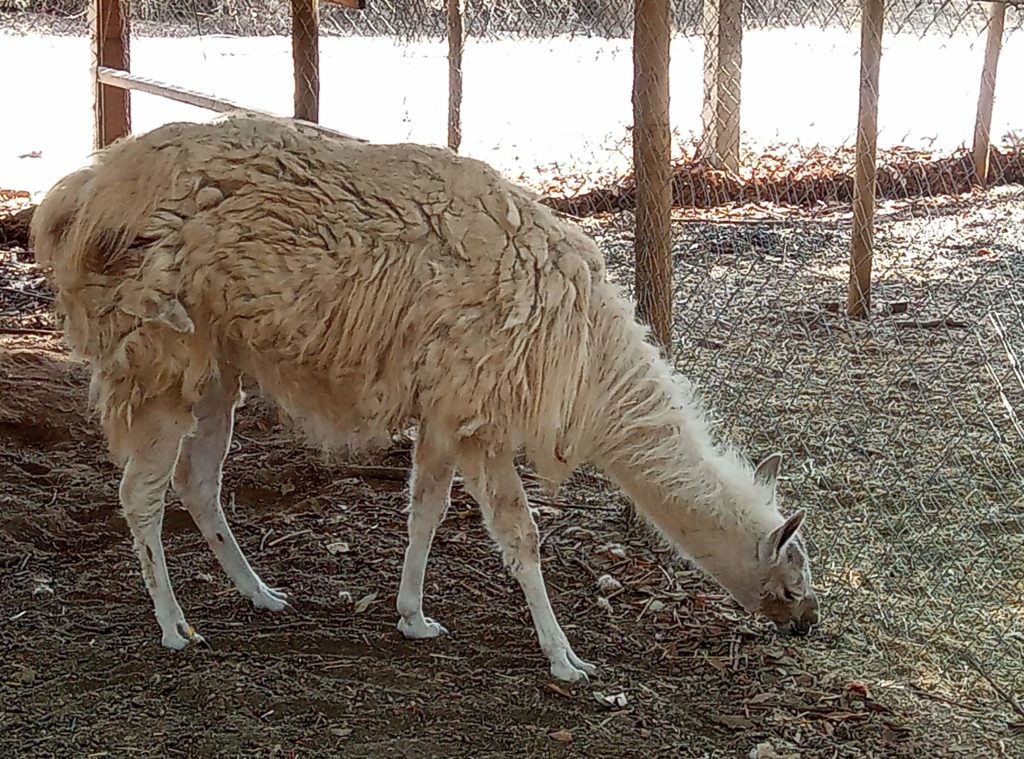 Lama Chile Südamerika